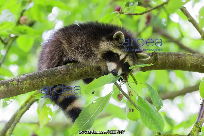  : Raccoon, young animal resting on branch in cherry