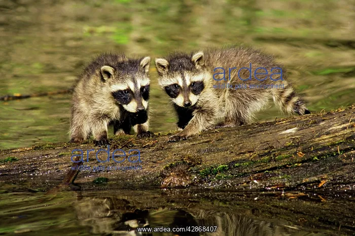 : Raccoon - young cubs waiting for mother as she : Raccoon - young cubs waiting for mother as she