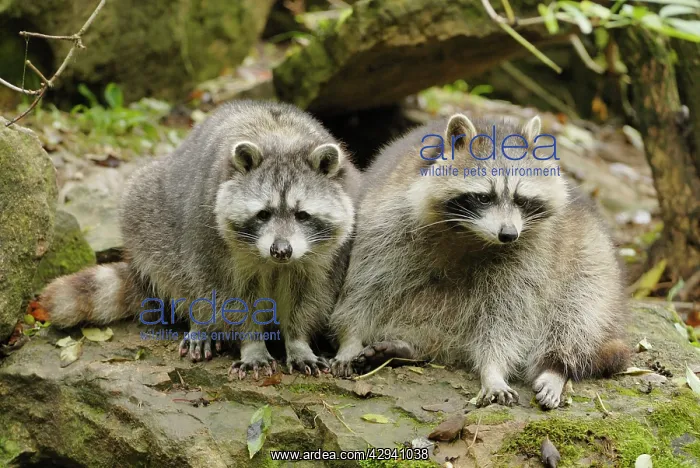  : Raccoons (Procyon lotor). Germany