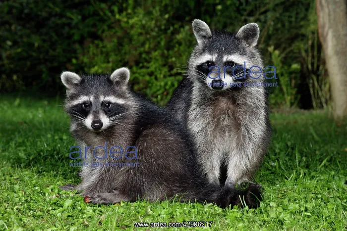 : Raccoons - Female with cub in garden at night : Raccoons - Female with cub in garden at night