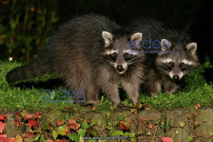 : Raccoons - In garden at night, searching for food in autumn : Raccoons - In garden at night, searching for food in autumn