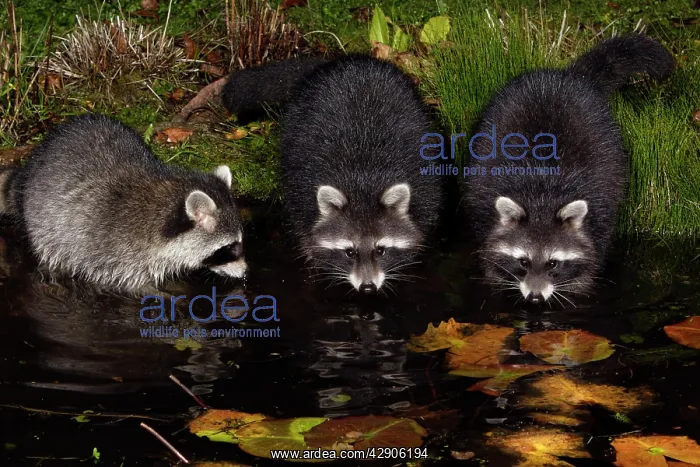 : Raccoons - In garden pond at night, searching for : Raccoons - In garden pond at night, searching for