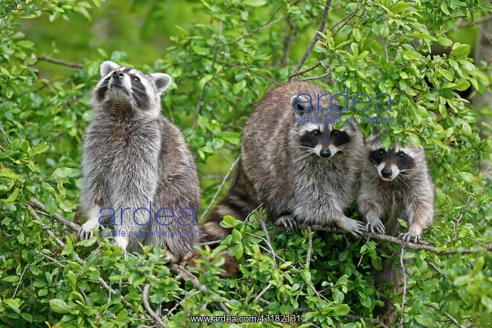 : Raccoons (Procyon lotor) climbing a tree, Germany : Raccoons (Procyon lotor) climbing a tree, Germany