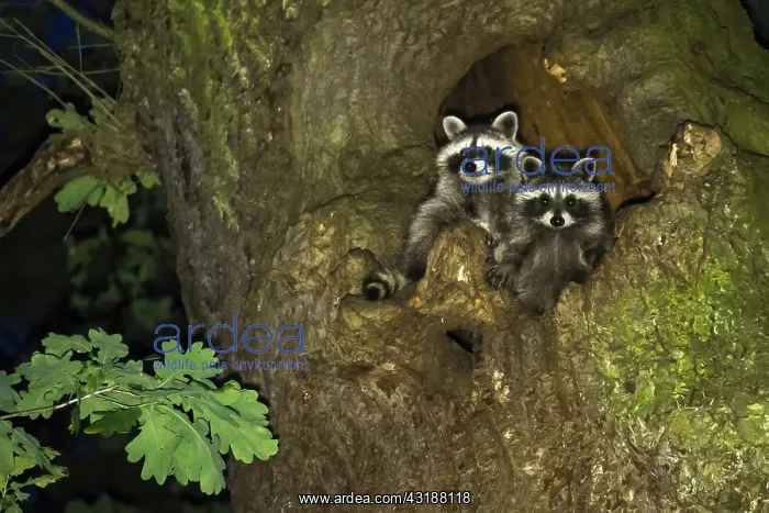 : Two Raccoons (Procyon lotor), female with young : Two Raccoons (Procyon lotor), female with young