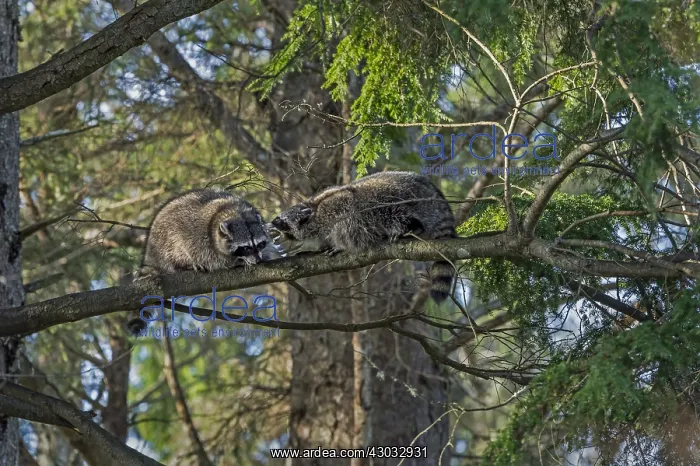 : Raccoons (Procyon lotor) having disagreement on : Raccoons (Procyon lotor) having disagreement on