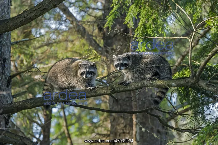 : Raccoons (Procyon lotor) in hemlock tree. Pacific : Raccoons (Procyon lotor) in hemlock tree. Pacific