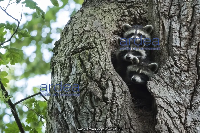 : Three Raccoons (Procyon lotor), looking out of their : Three Raccoons (Procyon lotor), looking out of their
