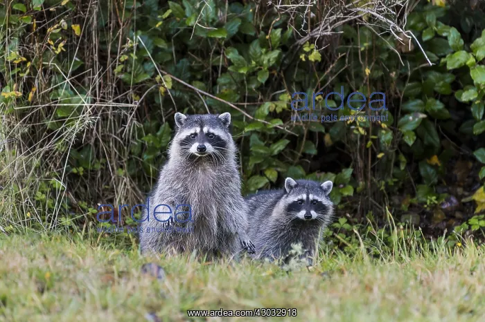 : Raccoons (Procyon lotor)--mother with 3 / 4 grown : Raccoons (Procyon lotor)--mother with 3 / 4 grown