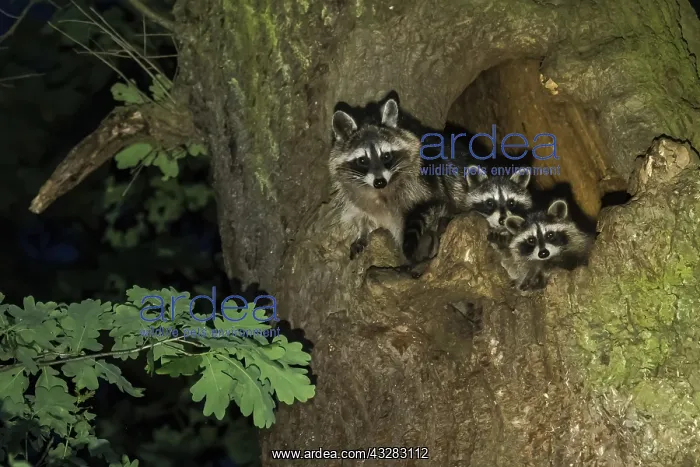 : Raccoons (Procyon lotor), Vixen with two young animals : Raccoons (Procyon lotor), Vixen with two young animals