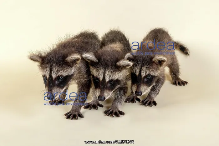 : Three Raccoons (Procyon lotor), young animals, captive : Three Raccoons (Procyon lotor), young animals, captive