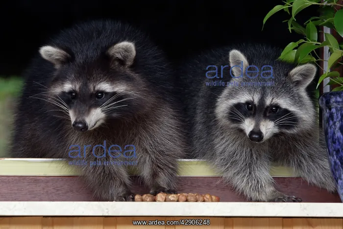 : Raccoons - On window-sill, eating hazelnuts : Raccoons - On window-sill, eating hazelnuts