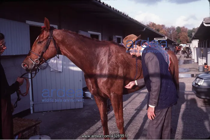 : RACE COURSE VET & HORSE : RACE COURSE VET & HORSE