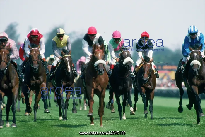 : RACE HORSES - RACING : RACE HORSES - RACING
