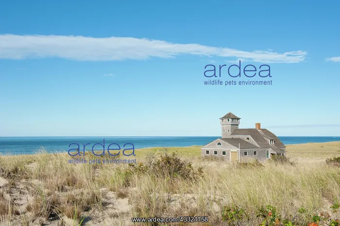  : Race Point Beach, Old Harbor Life-Saving Station