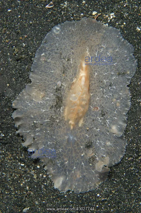 : Raceflatworm : Raceflatworm