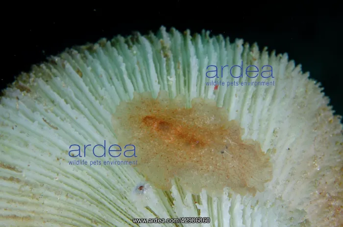 : Raceflatworm on Mushroom Coral (Fungia sp) - : Raceflatworm on Mushroom Coral (Fungia sp) -