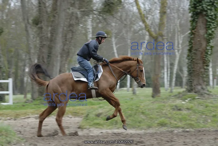 : Racehorse in training Maison Laffite France : Racehorse in training Maison Laffite France