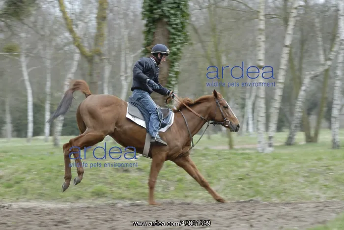 : Racehorse in training Maison Laffite France : Racehorse in training Maison Laffite France