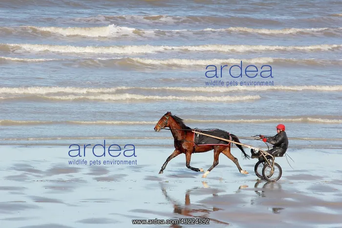: Racehorse training with sulky at low tide - Normandy France : Racehorse training with sulky at low tide - Normandy France