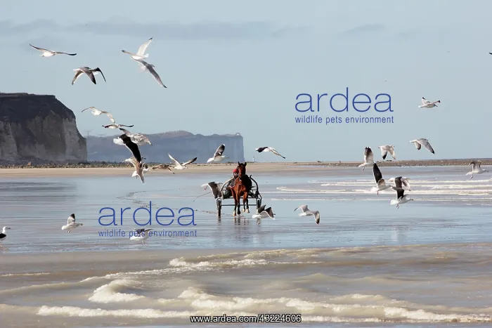: Racehorse training with sulky at low tide - Normandy France : Racehorse training with sulky at low tide - Normandy France