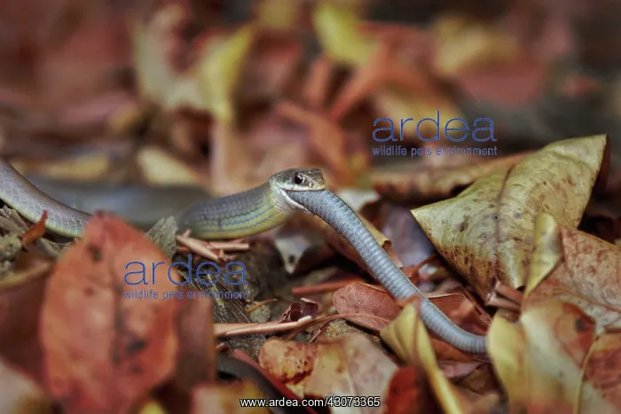 : Racer snake eating garden snake : Racer snake eating garden snake
