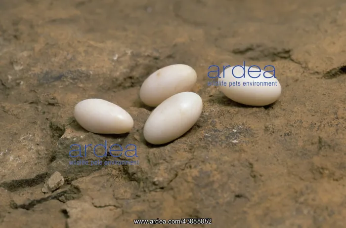 : Racerunner Eggs : Racerunner Eggs