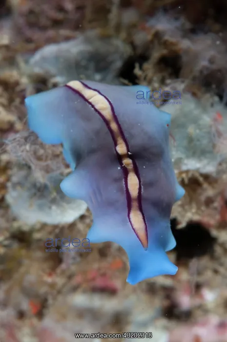  : Racing Stripe Flatworm - Happy Ending dive site