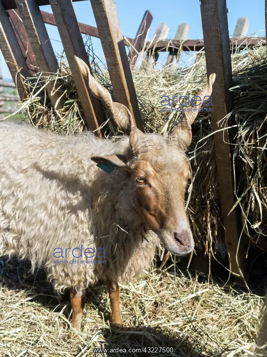 : Racka (Ovis aries strepsiceros Hungaricus) : Racka (Ovis aries strepsiceros Hungaricus)
