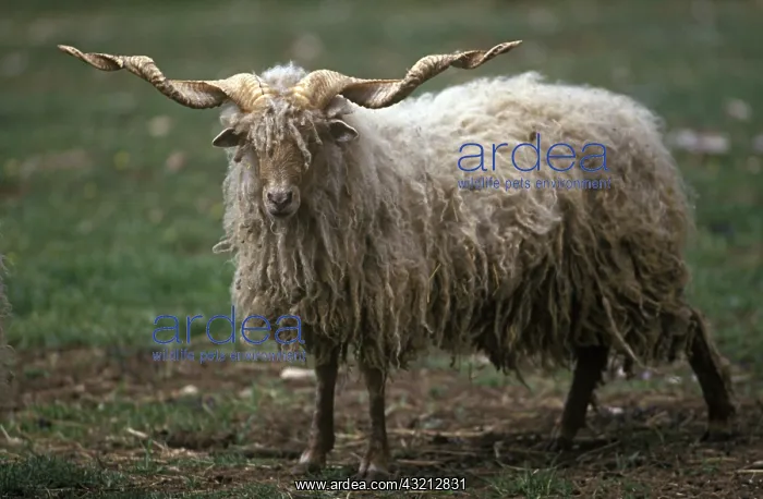 : Racka sheep : Racka sheep