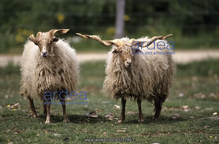 : Racka sheep : Racka sheep