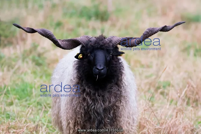 : Racka sheep (Ovis aries strepsiceros Hungaricus) : Racka sheep (Ovis aries strepsiceros Hungaricus)