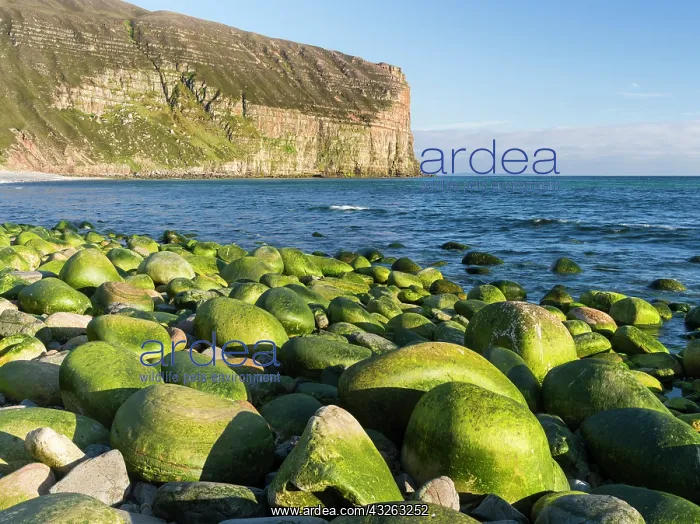: Rackwick Bay Beach, Hoy island, Orkney islands : Rackwick Bay Beach, Hoy island, Orkney islands