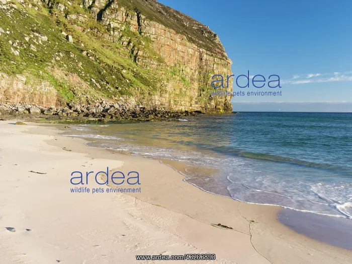 : Rackwick Bay Beach, Hoy island, Orkney islands : Rackwick Bay Beach, Hoy island, Orkney islands