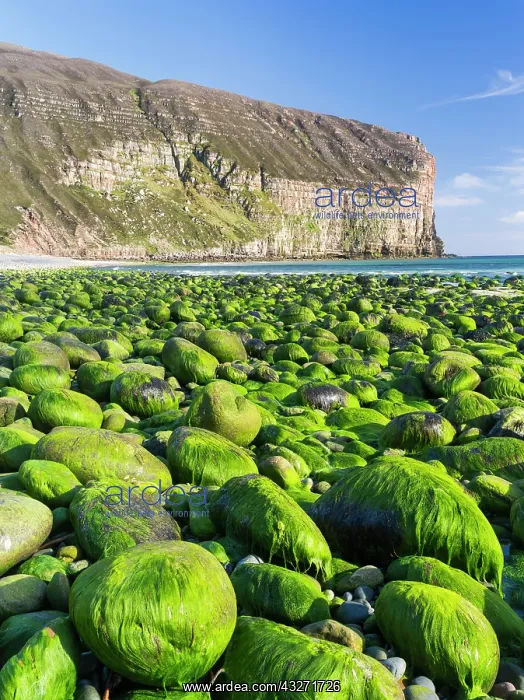 : Rackwick Bay Beach, Hoy island, Orkney islands : Rackwick Bay Beach, Hoy island, Orkney islands