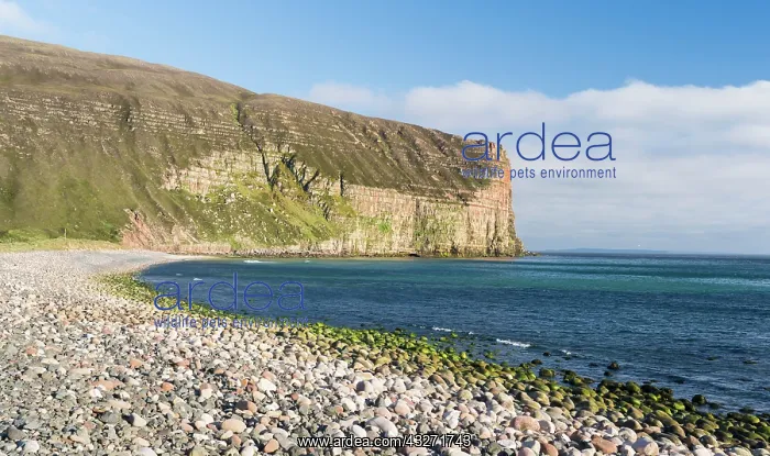 : Rackwick Bay Beach, Hoy island, Orkney islands : Rackwick Bay Beach, Hoy island, Orkney islands