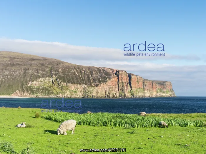 : Rackwick Bay with settlement, island of : Rackwick Bay with settlement, island of