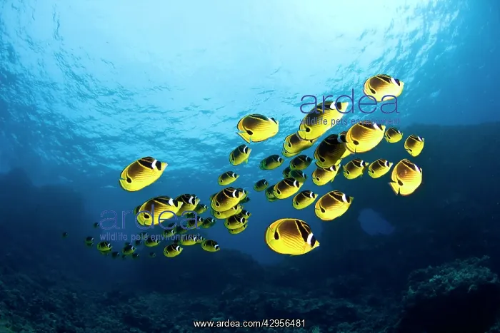 : Racoon Butterflyfish : Racoon Butterflyfish