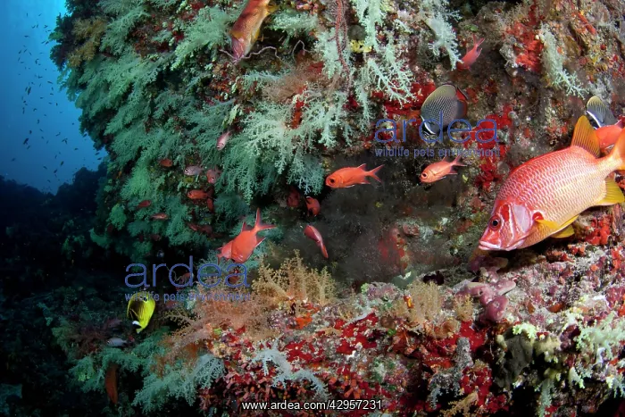 : Racoon Butterflyfish - Blotcheye Soldierfish : Racoon Butterflyfish - Blotcheye Soldierfish