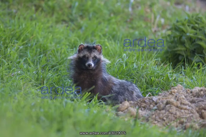 : Racoon Dog - adult next to its den - Germany : Racoon Dog - adult next to its den - Germany
