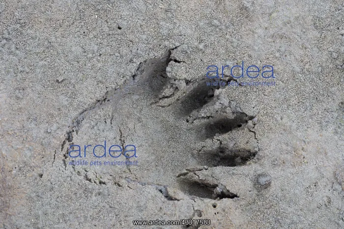 : Racoon - footprint in sand - Germany : Racoon - footprint in sand - Germany