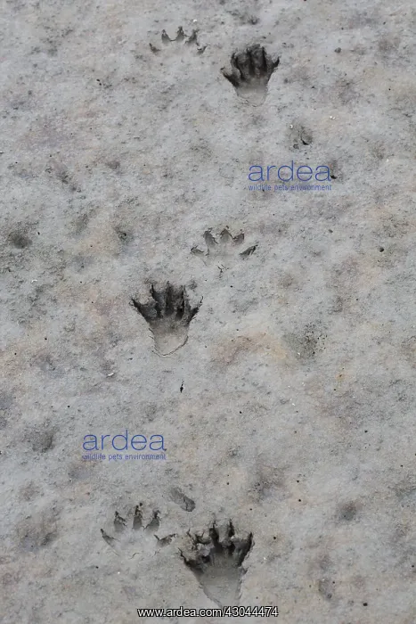  : Racoon - footprints in sand - Germany