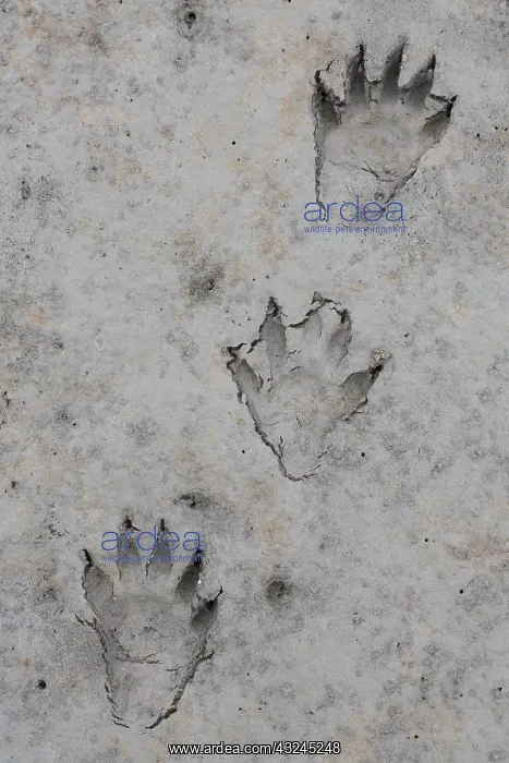  : Racoon - footprints in sand - Germany