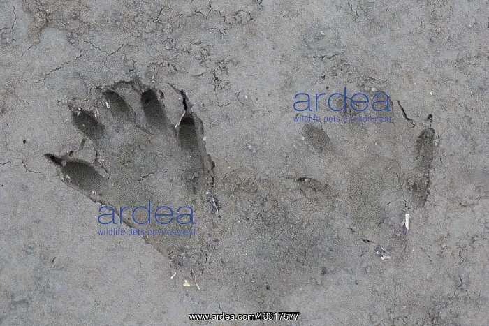 : Racoon - footprints in sand - Germany : Racoon - footprints in sand - Germany