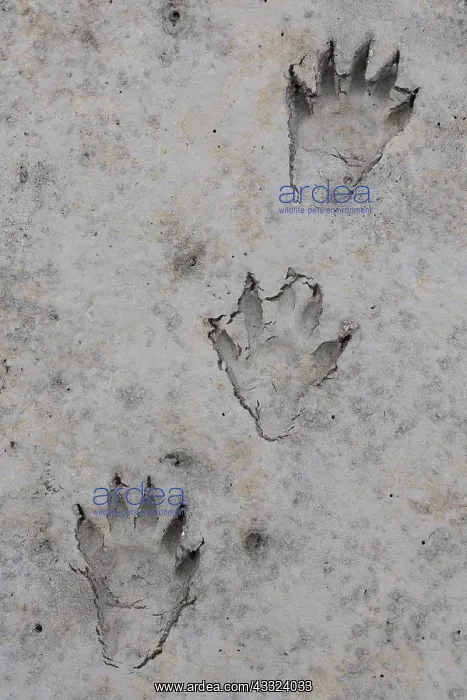 : Racoon - footprints in sand - Germany : Racoon - footprints in sand - Germany