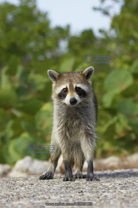 : Racoon / Raccoon : Racoon / Raccoon