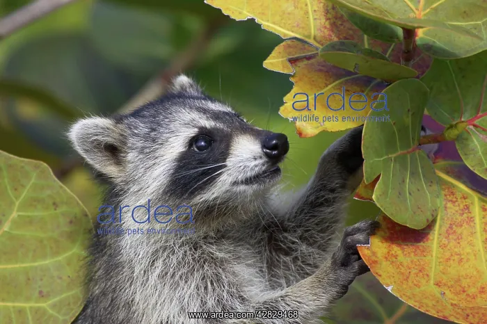  : Racoon  /  Raccoon