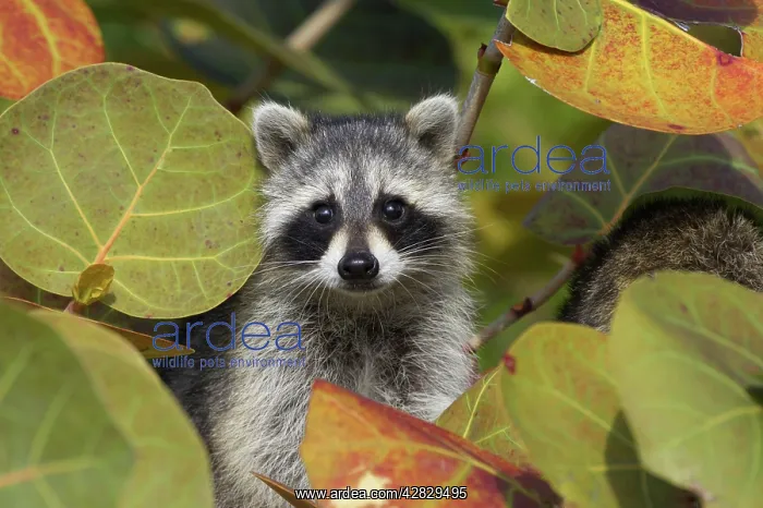  : Racoon  /  Raccoon