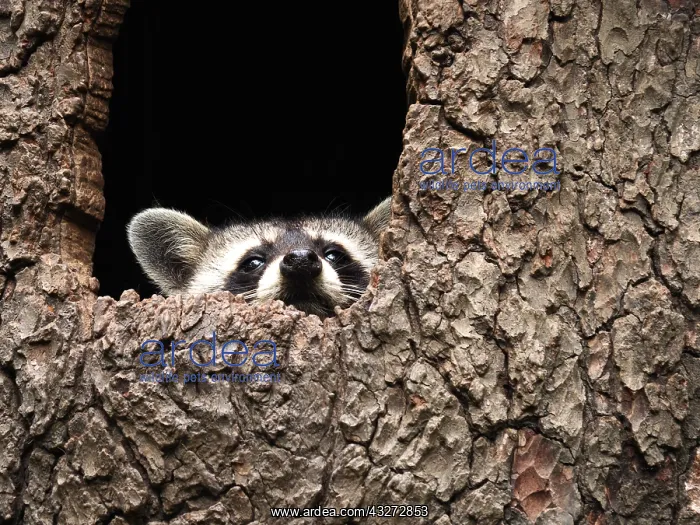 : Racoon-sitting in hole of a tree and looking out, Germany : Racoon-sitting in hole of a tree and looking out, Germany