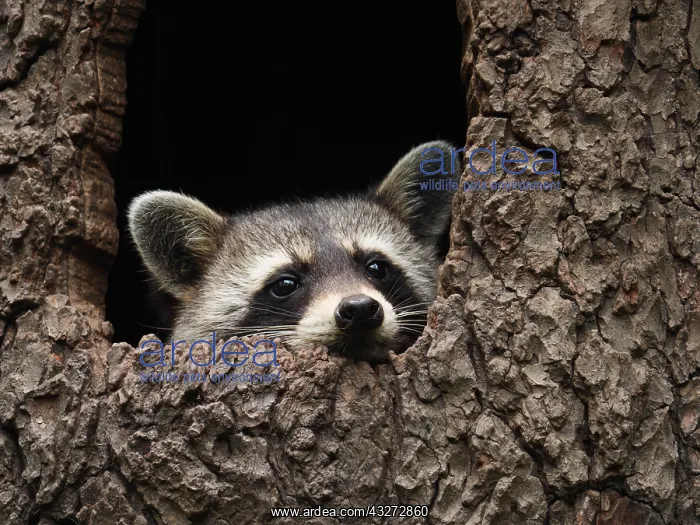 : Racoon-sitting in hole of a tree and looking out, Germany : Racoon-sitting in hole of a tree and looking out, Germany