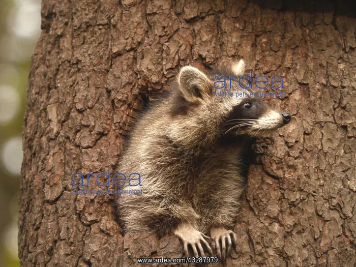 : Racoon-sitting in hole of a tree and looking out, Germany : Racoon-sitting in hole of a tree and looking out, Germany